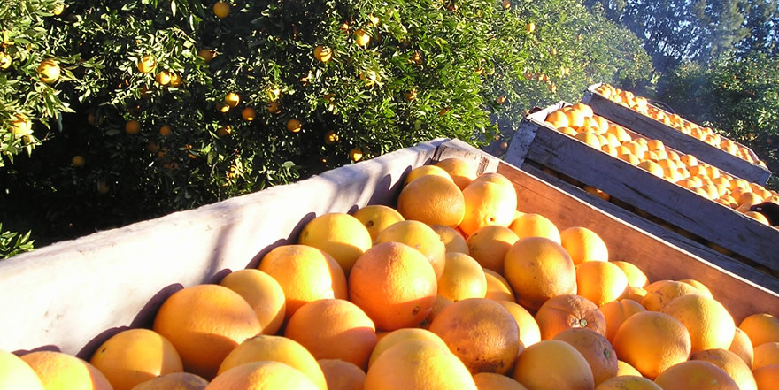 Morresi Fruit SRL