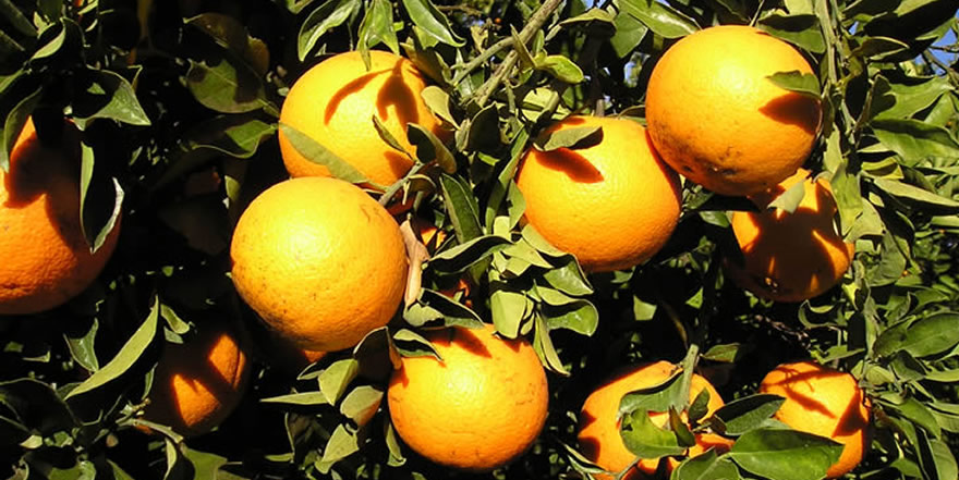 Morresi Fruit SRL