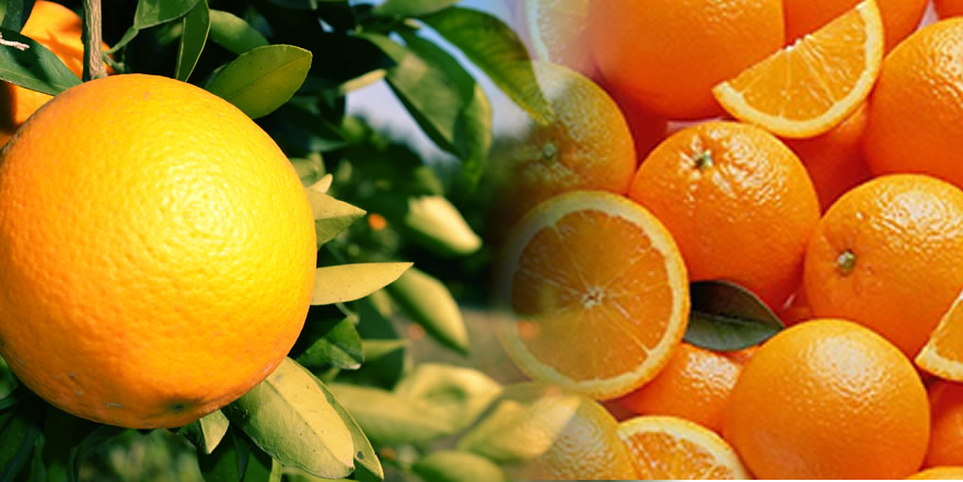Morresi Fruit SRL