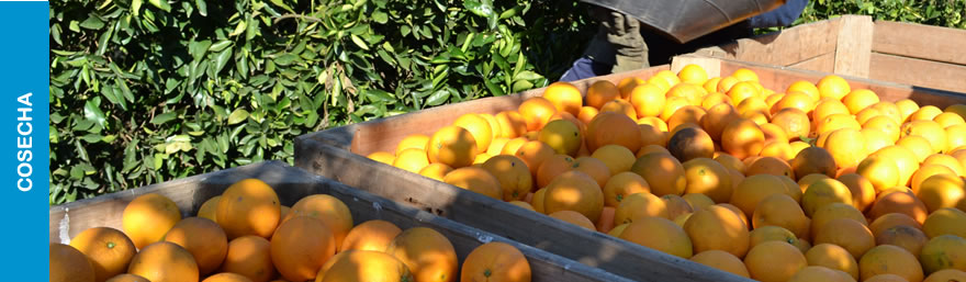Morresi Fruit SRL