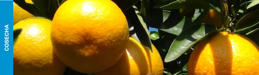 Morresi Fruit SRL