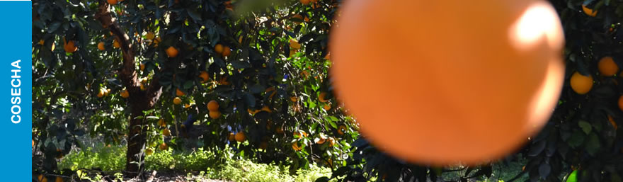 Morresi Fruit SRL