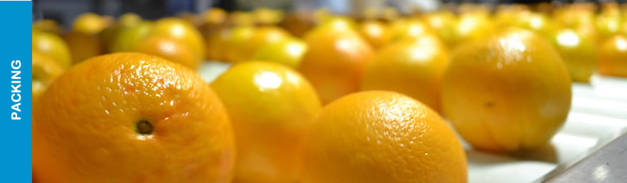 Morresi Fruit SRL