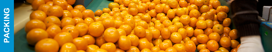 Morresi Fruit SRL