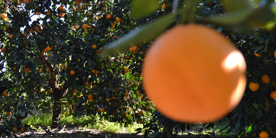 Morresi Fruit SRL