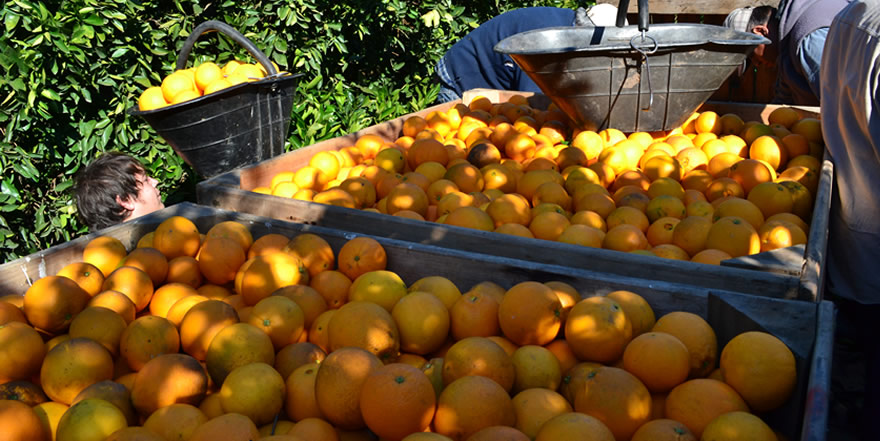 Morresi Fruit SRL