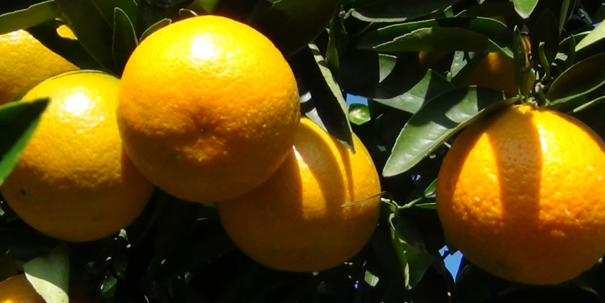 Morresi Fruit SRL