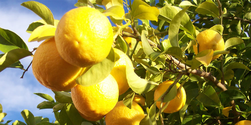 Morresi Fruit SRL