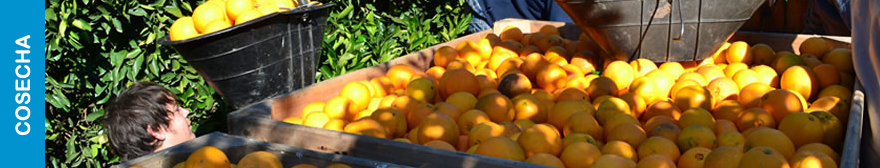 Morresi Fruit SRL