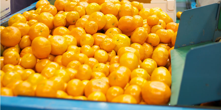 Morresi Fruit SRL